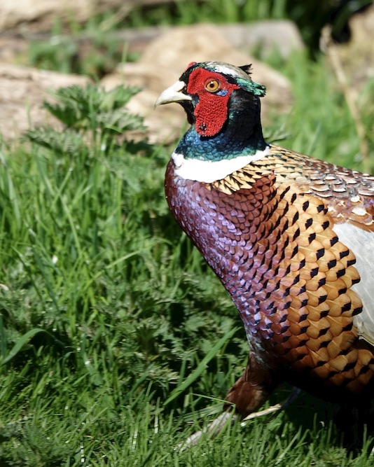 pheasant